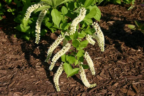 Arching white flower racemes and foliage of Itea virginica.