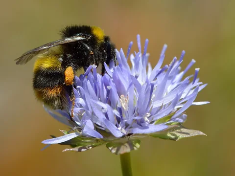 Blue flower head of Jasione montana visited by a bumblebee.