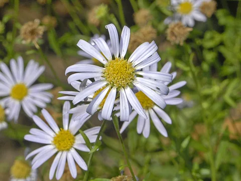 Pale flower heads of Kalimeris incisa.