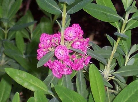 Pink flowers and narrow leaves of Kalmia angustifolia 'Rubra'.