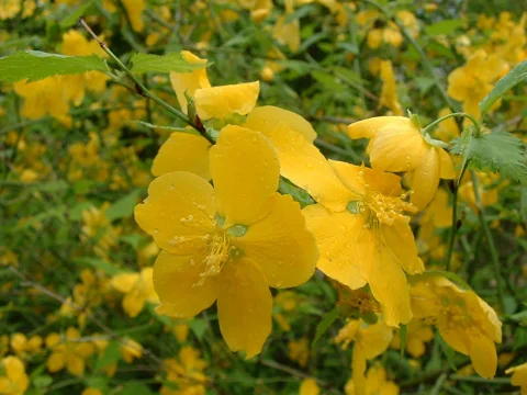 Yellow flowers and leafy branches of Kerria japonica.