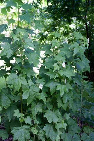 Tall leafy growth and white flowers of Kitaibela vitifolia.
