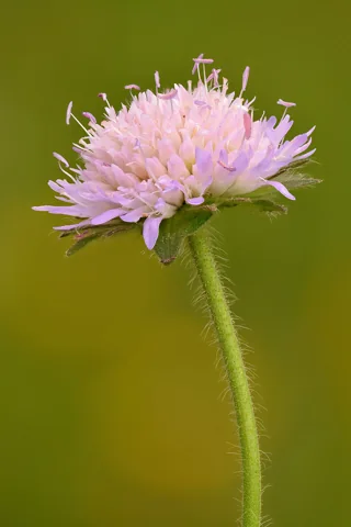 Side view of a flower head of Knautia arvensis.
