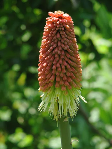 Flower spike of Kniphofia 'Shenandoah', a cultivated example of this genus.