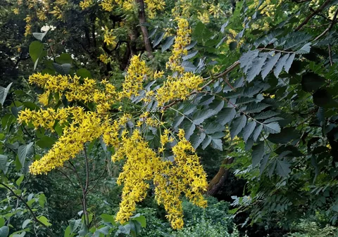 Yellow flower panicles and divided leaves of Koelreuteria paniculata.