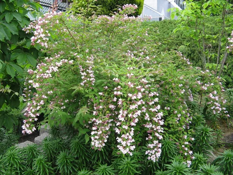 Arching flowering shrub of Kolkwitzia amabilis.