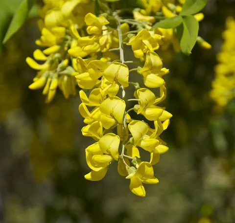 Flowers of Laburnum anagyroides.