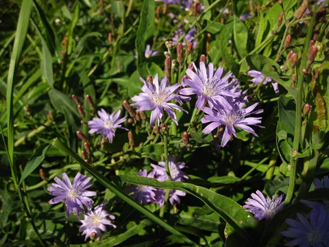 Pale purple flowers and leafy stems of Lactuca tatarica.