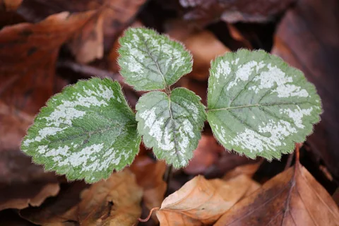 Patterned foliage of Lamiastrum galeobdolon.