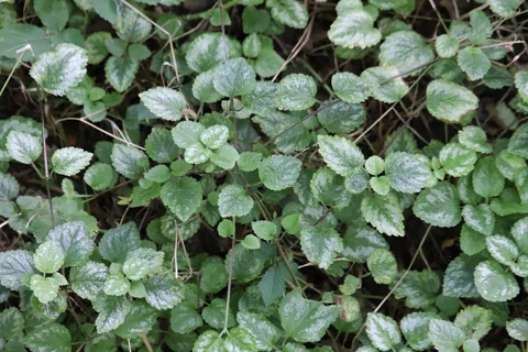 Variegated foliage of Lamiastrum galeobdolon ssp. argentatum.