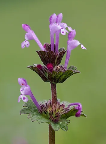 Pink tubular flowers along a stem of Lamium amplexicaule.