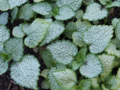Silver-marked leaves of Lamium maculatum 'White Nancy'.