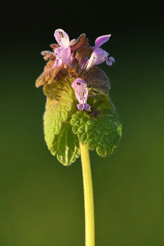 Flowering shoot of Lamium purpureum.