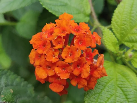 Orange flower cluster and surrounding foliage of Lantana camara.
