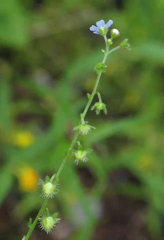 Slender flowering stem of Lappula deflexa.