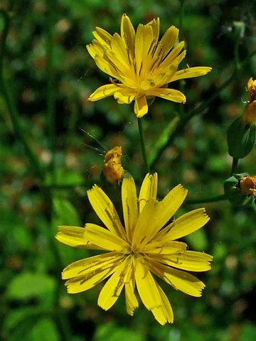 Yellow flower heads of Lapsana communis.
