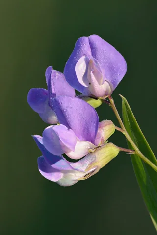 Purple pea-shaped flowers of Lathyrus palustris.