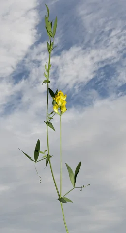 Climbing stem, paired leaves and flowers of Lathyrus pratensis.