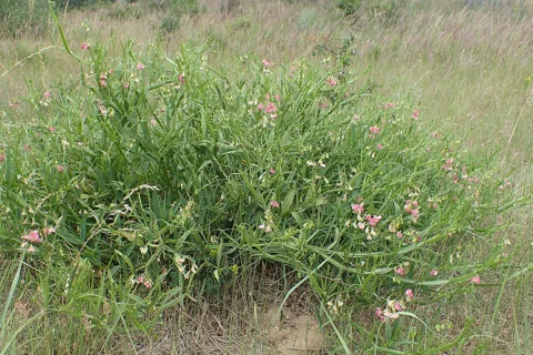 The growth habit of Lathyrus sylvestris.