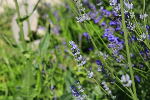 Flowering lavender, identified to the genus Lavandula in the source.