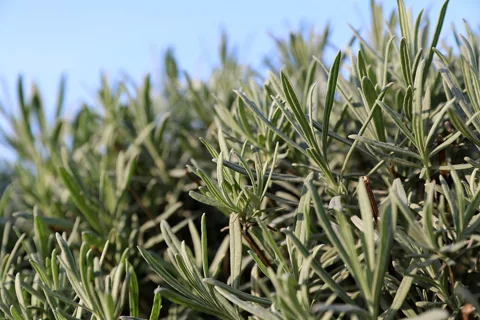 Foliage of Lavandula angustifolia cultivar 'Mailette'.