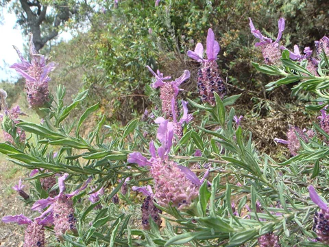 Flowering stems and narrow foliage of Lavandula stoechas.
