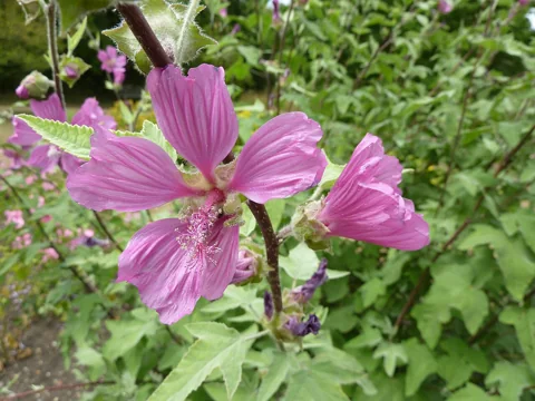 Pink flowers and leafy stems of Lavatera olbia.