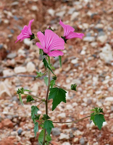 Upright flowering plant of Lavatera trimestris.
