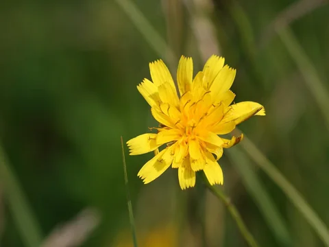 Yellow flower head of Leontodon autumnalis.