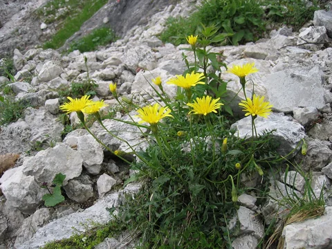Flowering Leontodon hispidus subsp. hyoseroides growing among rocks.