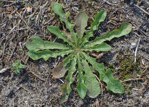 Basal leaf rosette of Leontodon saxatilis.