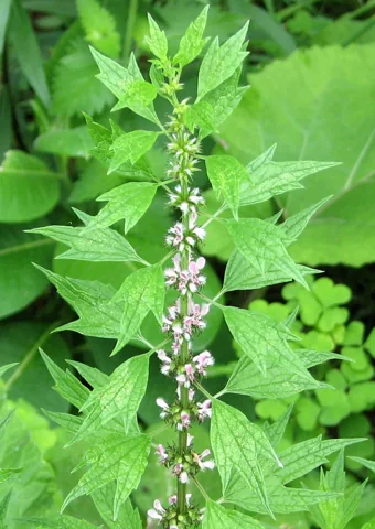 Flowering stem and lobed leaves of Leonurus cardiaca.