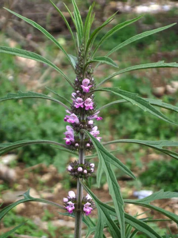 Flowering stem and narrow, divided leaves of Leonurus sibiricus.