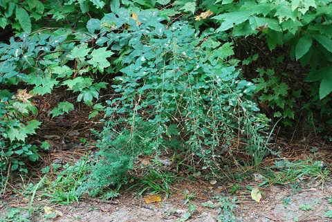 The arching leafy growth of Lespedeza thunbergii.