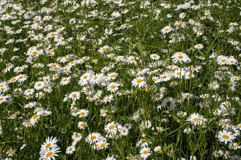 A stand of flowering Leucanthemum maximum.