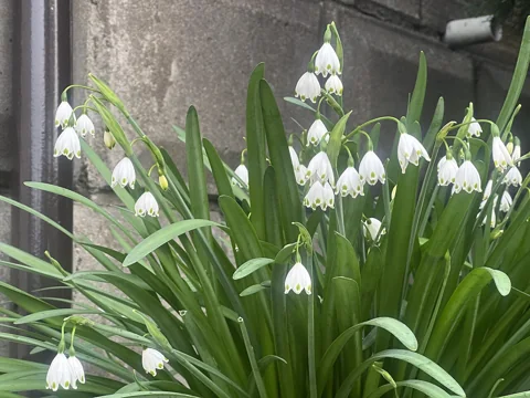 Nodding white flowers and strap-shaped leaves of Leucojum aestivum.