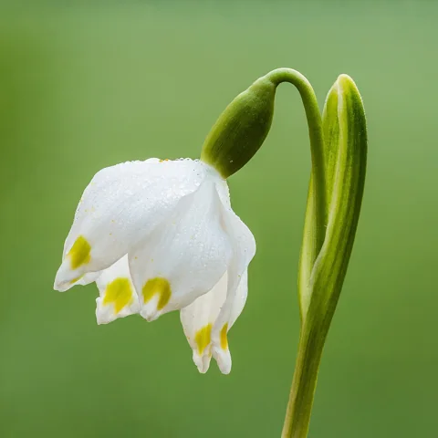 Nodding white flower of Leucojum vernum.