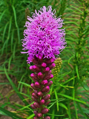 Purple flower spike of Liatris spicata.