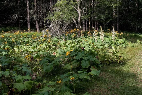 A leafy stand of Ligularia dentata with flowering stems.