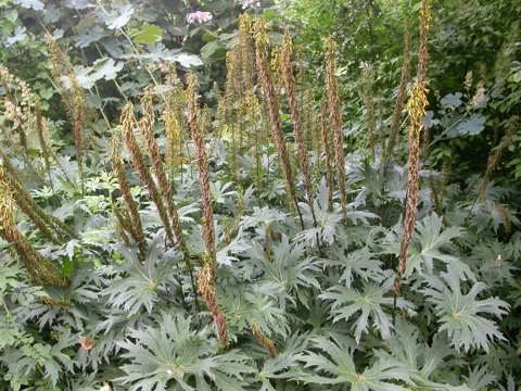 Tall flower spikes above deeply divided leaves of Ligularia przewalskii.