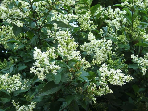 White flower clusters and foliage of Ligustrum ovalifolium.