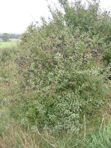 Shrubby growth of Ligustrum vulgare.