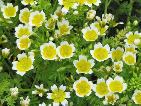 White and yellow flowers above the foliage of Limnanthes douglasii.