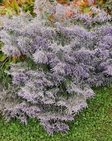 Airy flowering growth of Limonium latifolium.