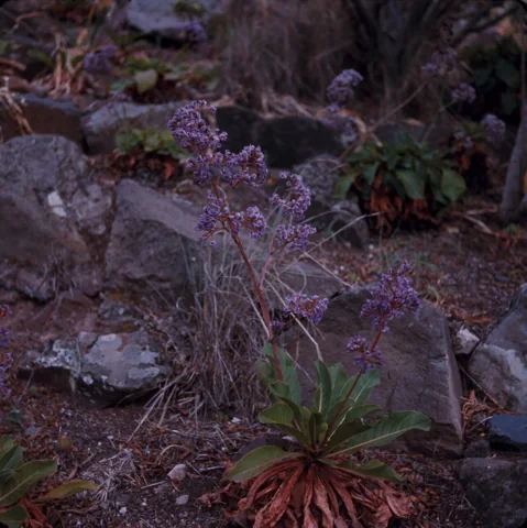 Leaf rosette and branching flower stems of Limonium macrophyllum among rocks.