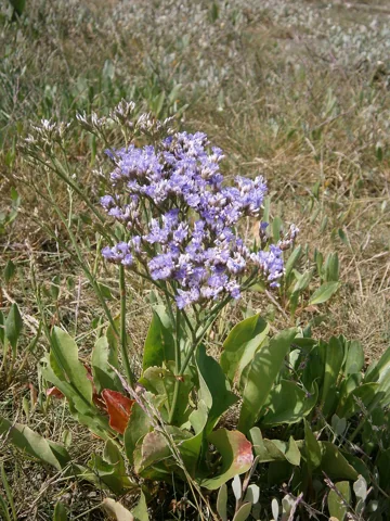 Flowering plant of Limonium vulgare in coastal vegetation.