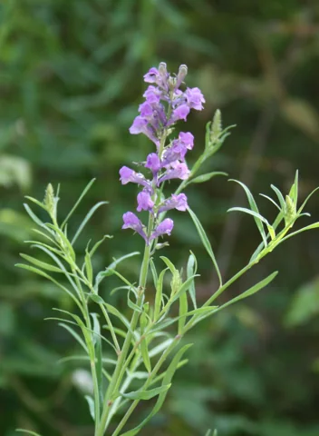 Flowering stems and narrow leaves of Linaria purpurea.