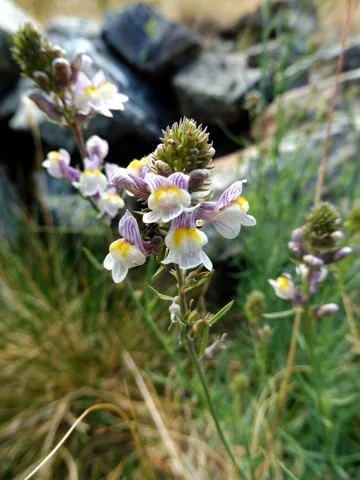 Pale flowers on the stems of Linaria repens.