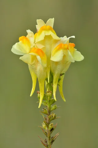 Yellow flower spike of Linaria vulgaris.