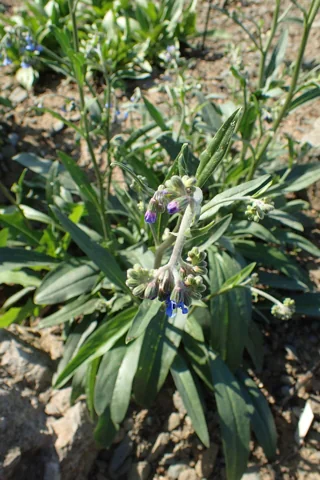 Leafy growth of Lindelofia anchusoides.